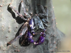 Metopograpsus