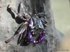 Metopograpsus