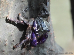 Metopograpsus