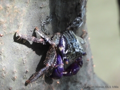 Metopograpsus