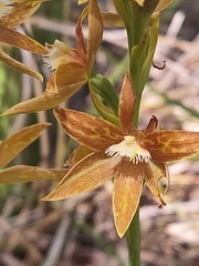 Thelymitra fuscolutea