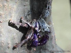 Metopograpsus