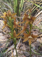 Thelymitra fuscolutea