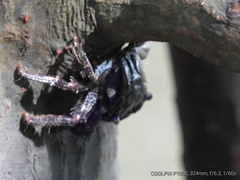 Metopograpsus