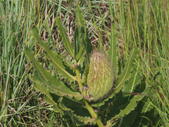 Xysmalobium undulatum