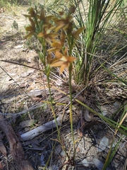 Thelymitra fuscolutea