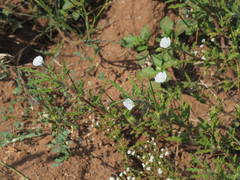 Monsonia