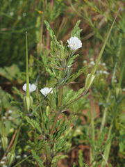 Monsonia