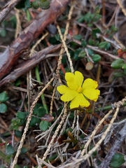 Hibbertia decumbens