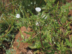 Monsonia