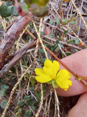 Hibbertia decumbens