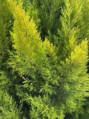 Cupressaceae