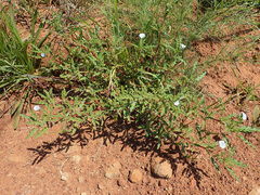 Monsonia