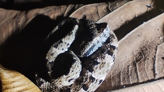 Bothrops atrox