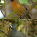 Rufous-breasted Laughingthrush - Photo (c) D momaya, some rights reserved (CC BY)