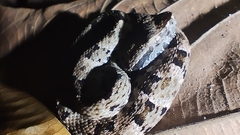 Bothrops atrox