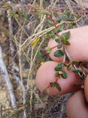 Hibbertia decumbens