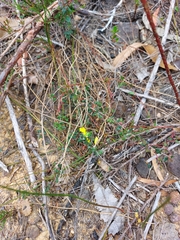 Hibbertia decumbens