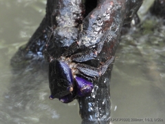 Metopograpsus
