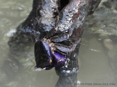 Metopograpsus