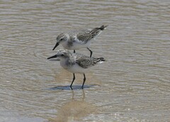 Calidris ruficollis