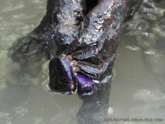 Metopograpsus