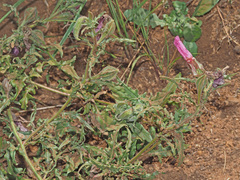 Monsonia
