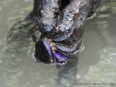 Metopograpsus