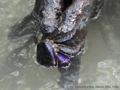 Metopograpsus