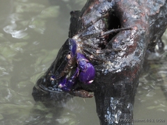 Metopograpsus