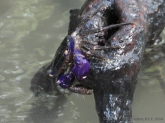 Metopograpsus