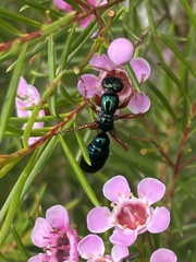 Diamma bicolor