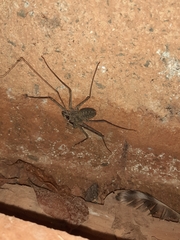 Phrynus operculatus