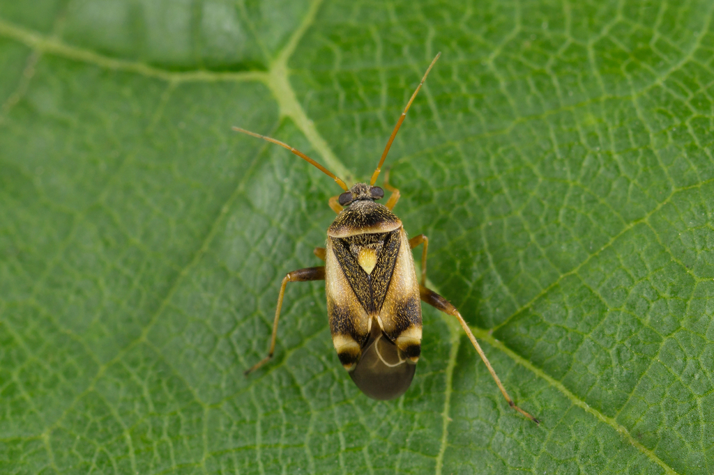 Polymerus brevicornis