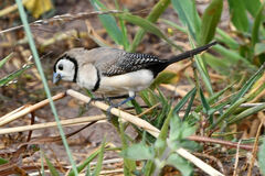 Stizoptera bichenovii