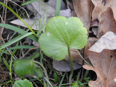 Ranunculus recurvatus