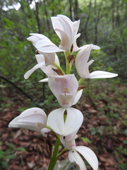 Govenia liliacea