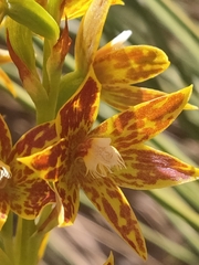 Thelymitra fuscolutea