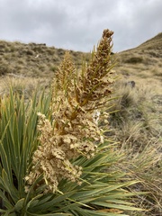 Aciphylla aurea