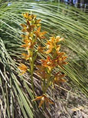 Thelymitra fuscolutea
