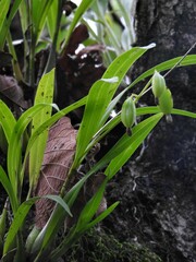 Prosthechea ochracea