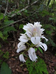 Govenia liliacea
