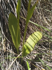 Thelymitra fuscolutea