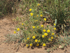 Berkheya pinnatifida ingrata
