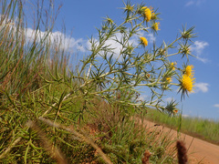Berkheya pinnatifida ingrata