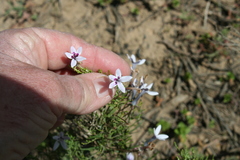 Cyphia longipedicellata