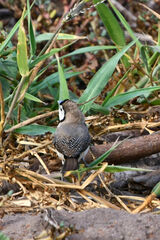 Stizoptera bichenovii