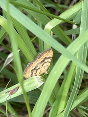 Chrysolarentia