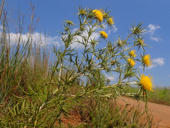Berkheya pinnatifida ingrata