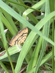 Chrysolarentia